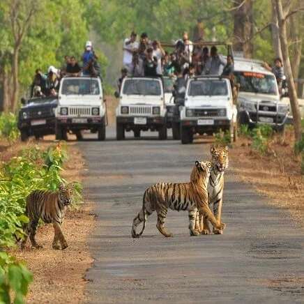 pench tiger reserve pench tiger reserve