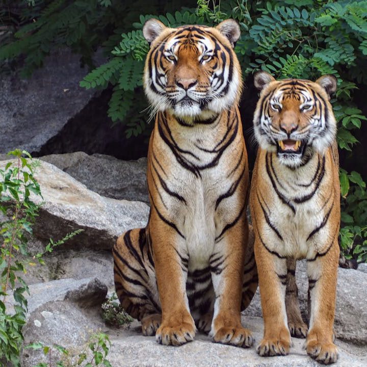 Home Two Bengal tigers sitting on rocks surrounded by lush greenery, showcasing their natural beauty.
